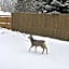 Deer Lodge
