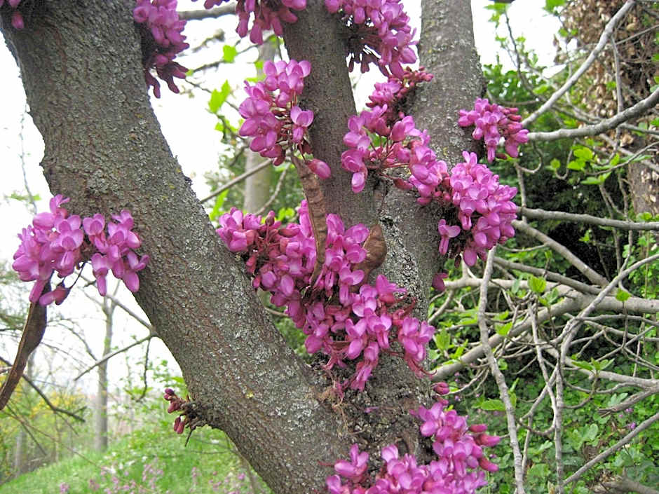 La casa tra i vigneti