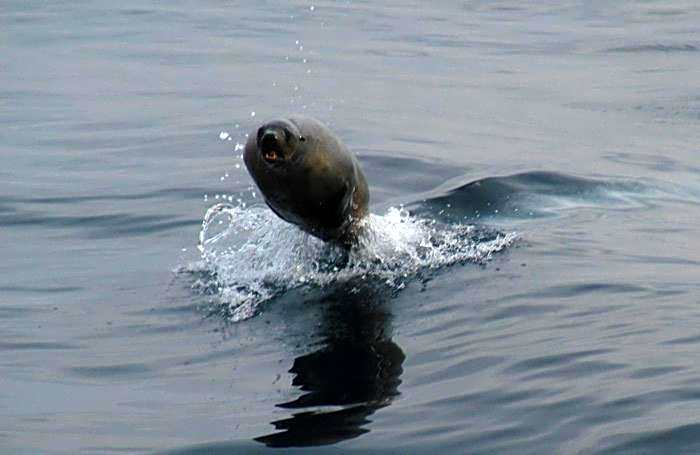 Cape Nelson Lighthouse