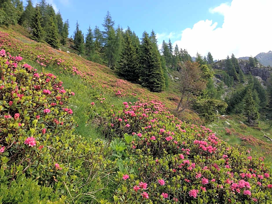 Albergo Chalet Abete Rosso