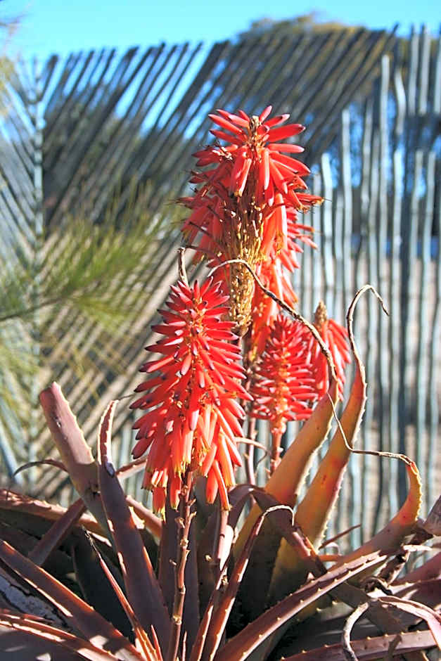 African Flair Country Lodge