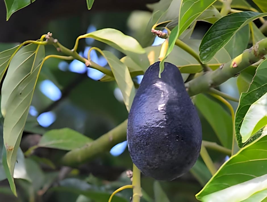 Senler Boutique Hotel