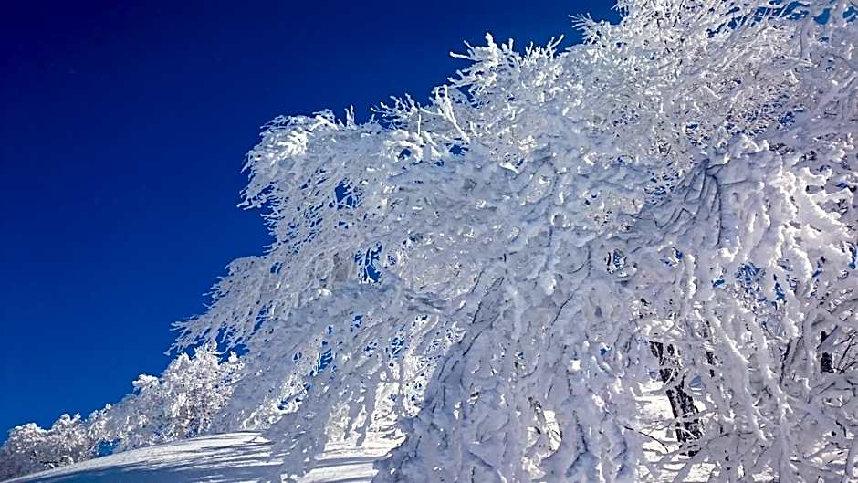Nozawa Dream Central