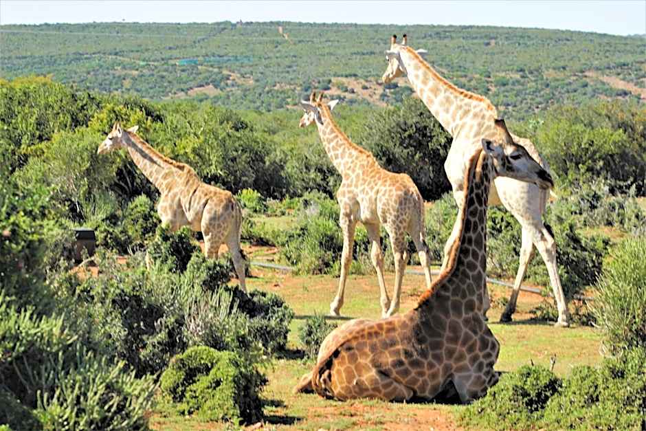 Valley Bushveld Country Lodge
