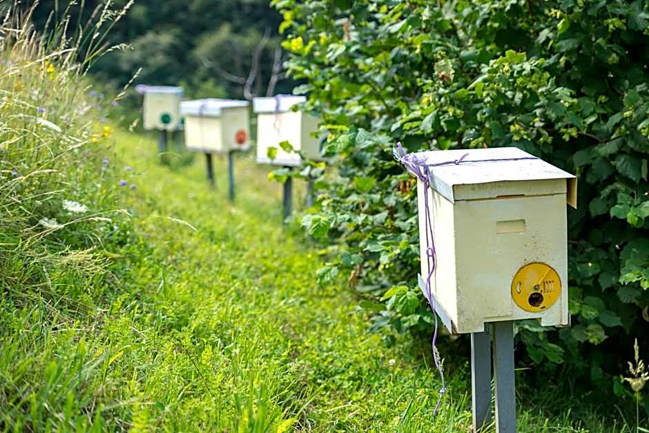 Agriturismo Alveare sul lago