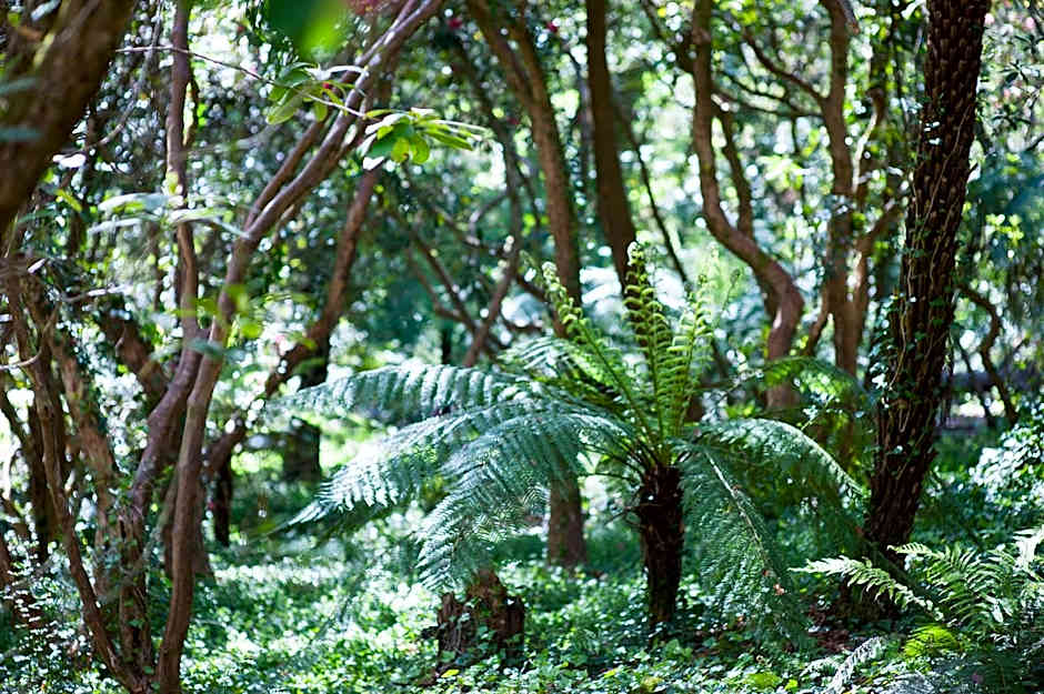 Linden Gardens Rainforest Retreat