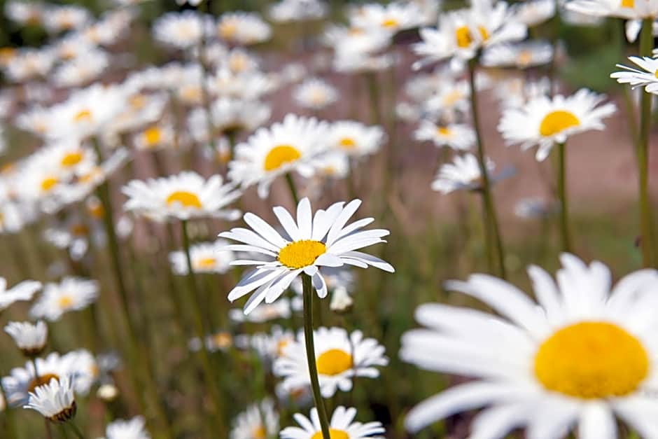 B&B Fleur de Lys Bleue