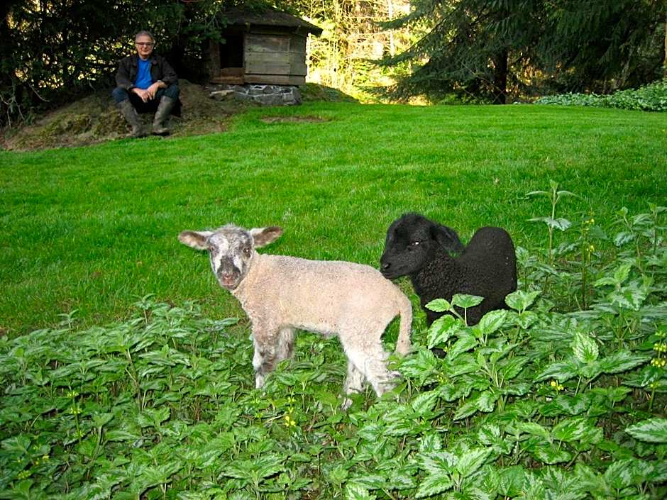 Misty Meadows B and B