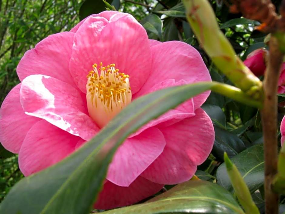 Chambres d'hôtes - Au Domaine des Camélias