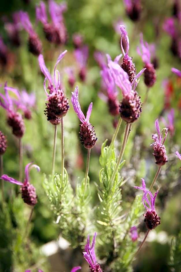 Hôtel Le Mas del Pechs - Chambres avec terrasse
