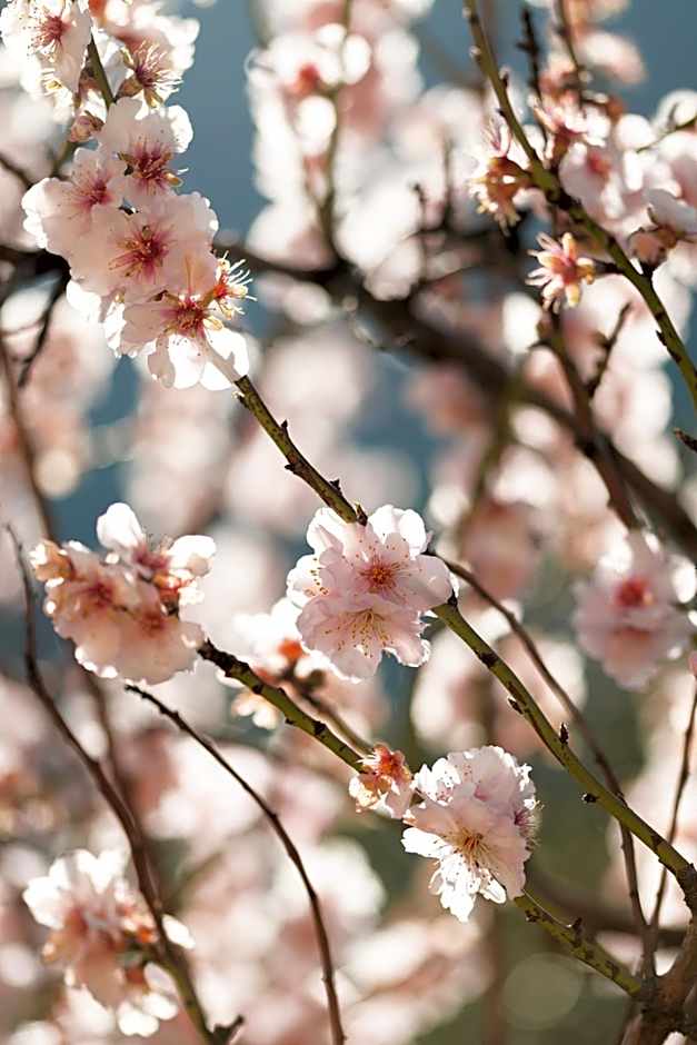 El Nido de Alaro - Turismo de Interior