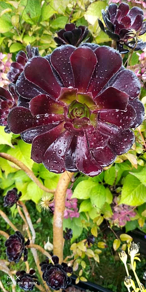 Helen's House / Close to Skytrain and Airport