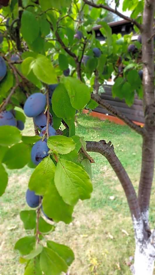 Domki Letniskowe Pod Orzechem Dziwnówek-Wrzosowo