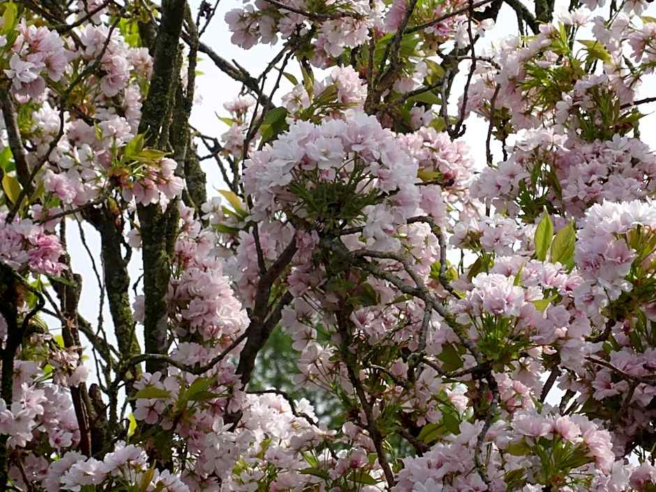 Hostellerie Daiseldaele