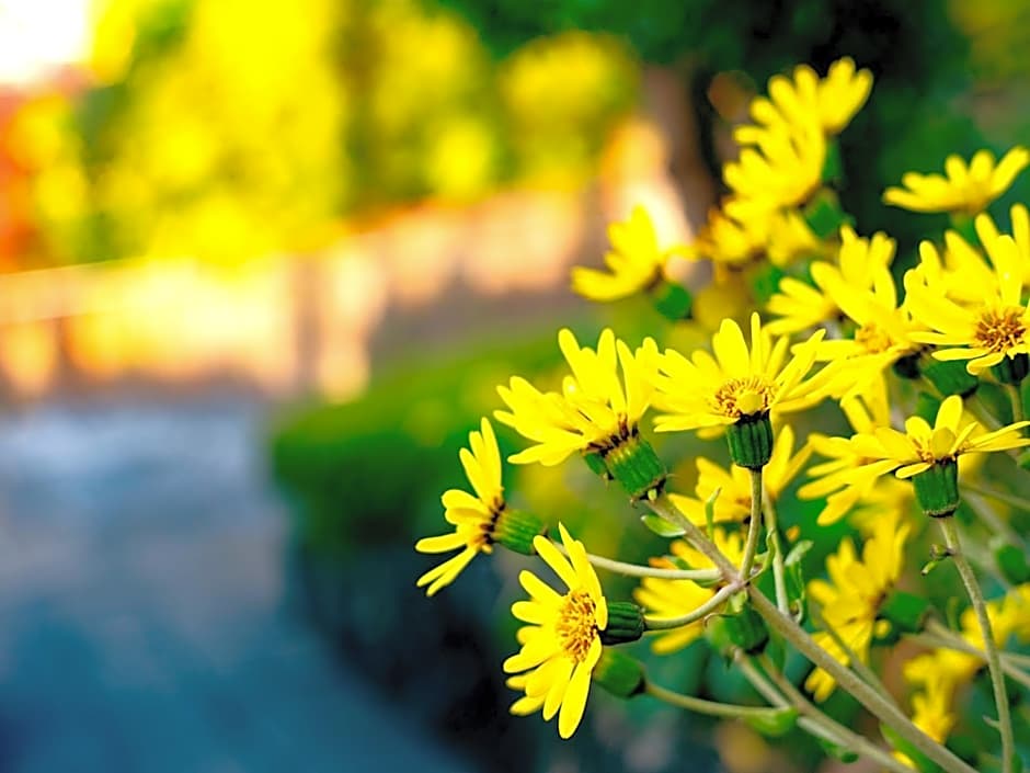 Kita-Kamakura 520ゴーニーマル