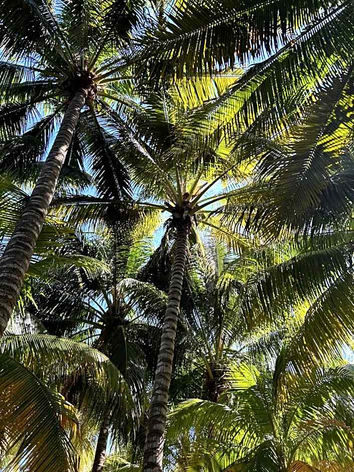 Zomay Beachfront Holbox