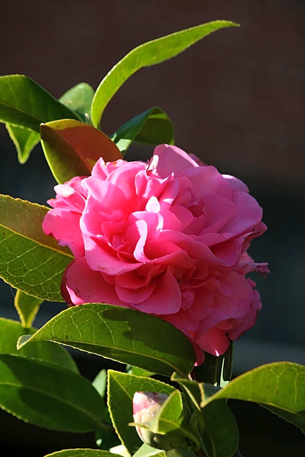 Pirralilla Estate Adelaide Hills