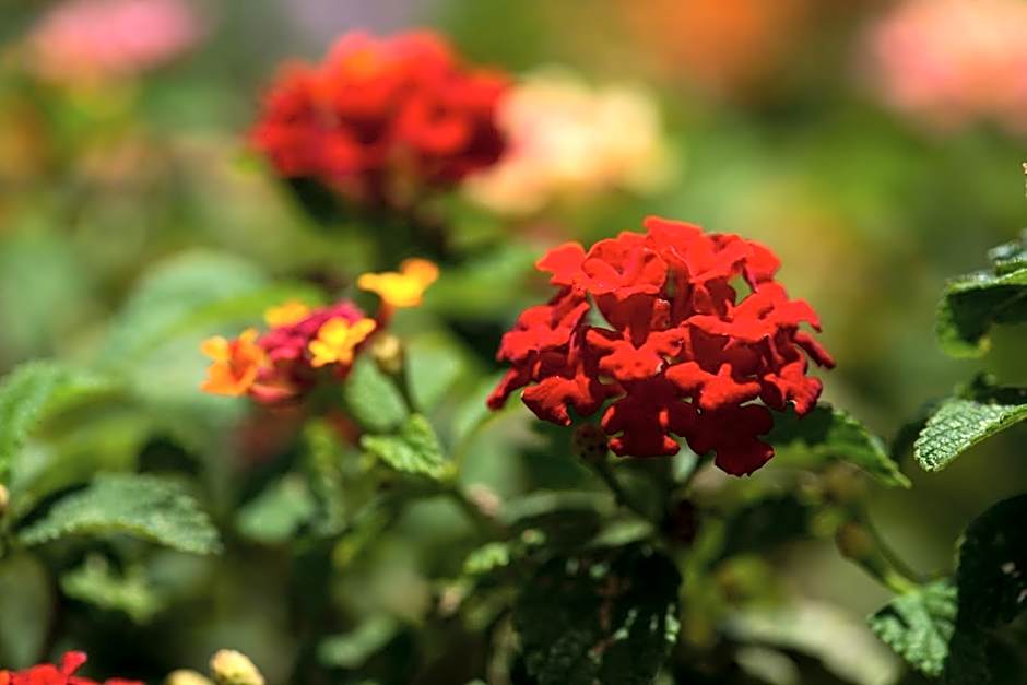 Hotel Bougainvillea San Jose