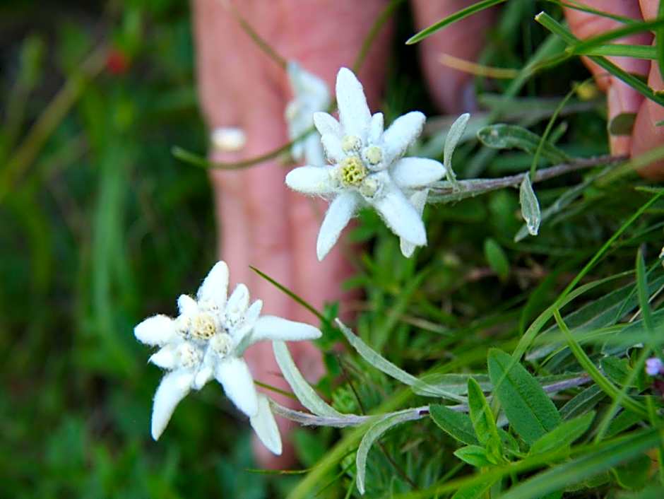 Hotel Auberge Edelweiss