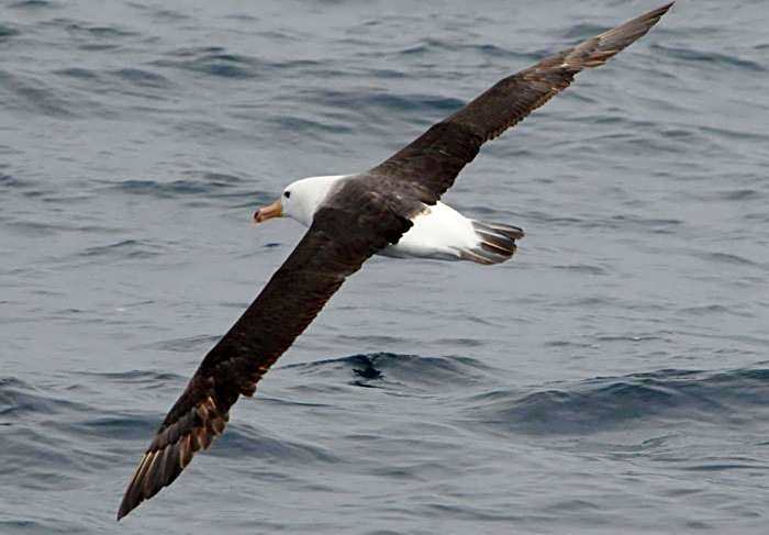 Cape Nelson Lighthouse