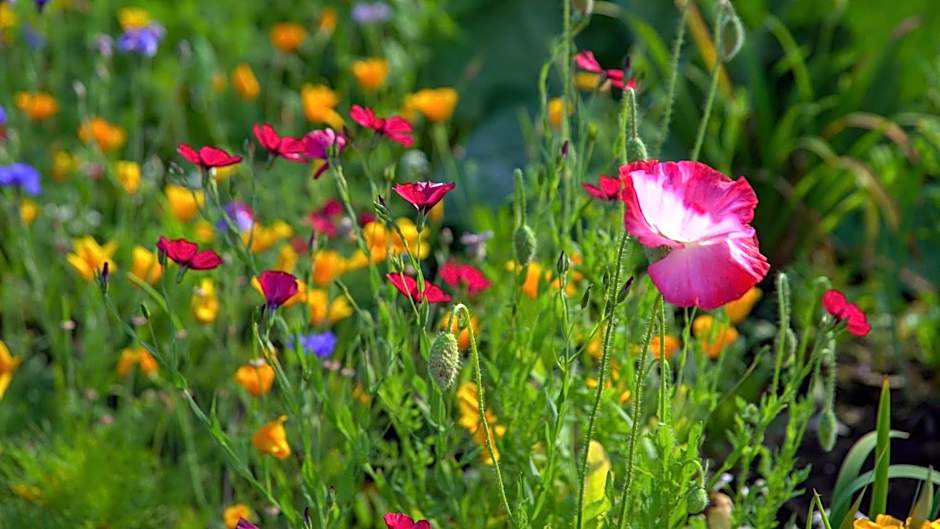 Pike's Waterfront Lodge