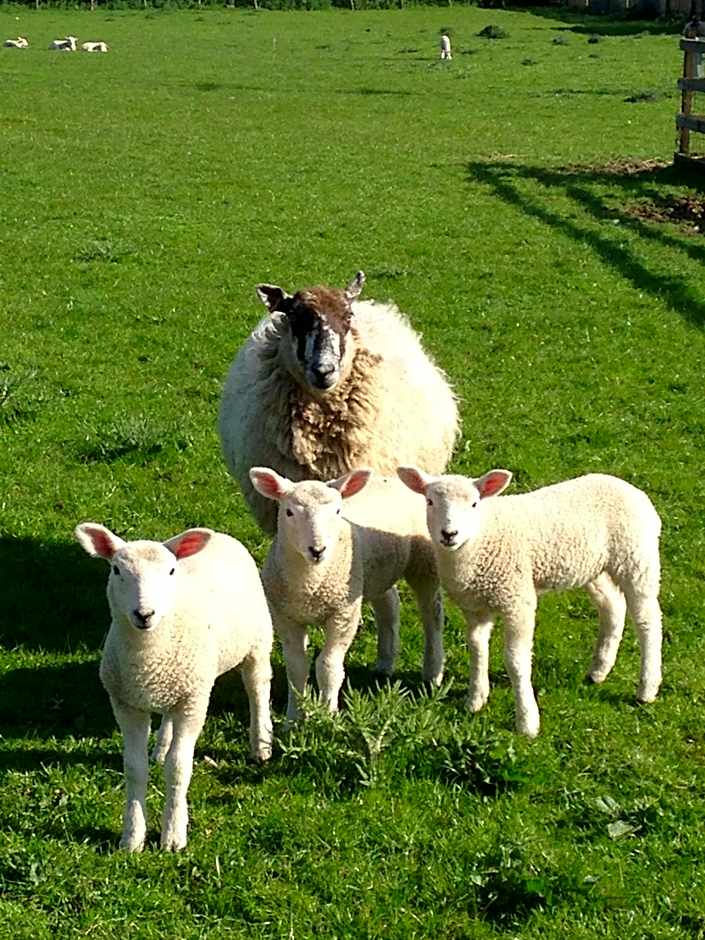 The Stables at the Vale