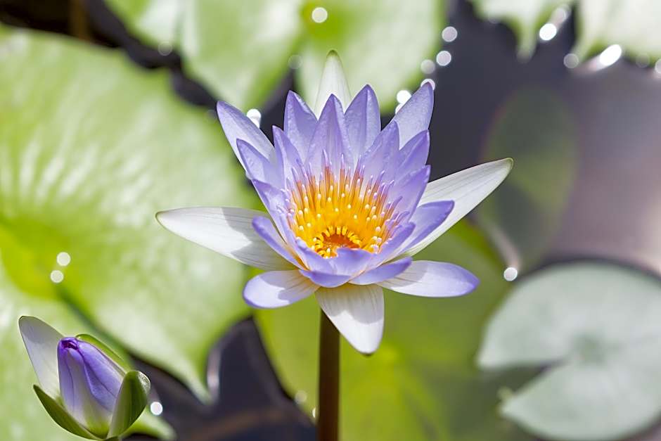 Casa Brazil Homestay & Gallery