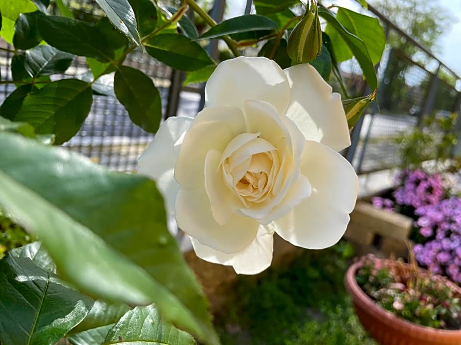 La casa di Celeste B&B