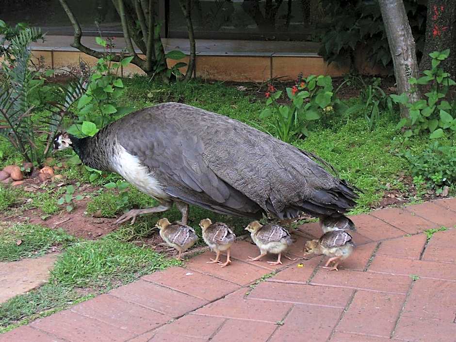 Foxwood House Boutique Hotel