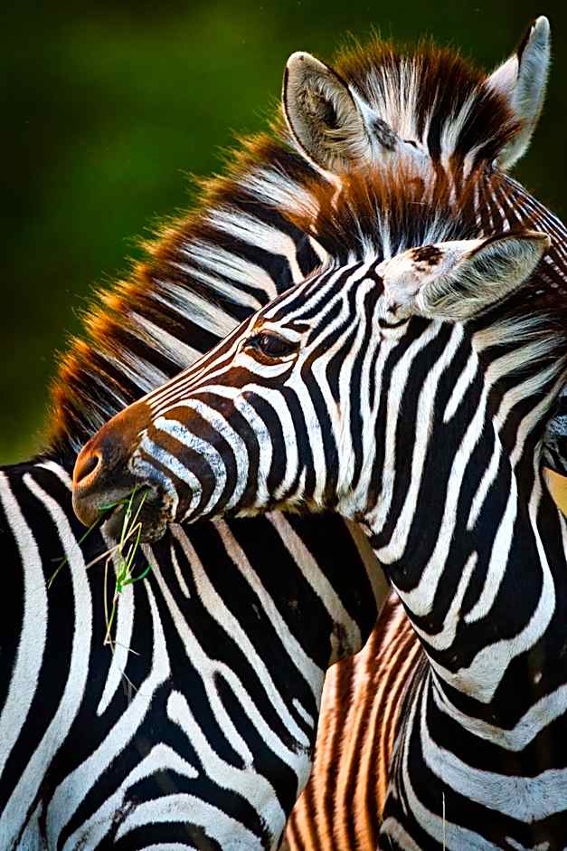 Geiger's Camp in Timbavati Game Reserve by NEWMARK