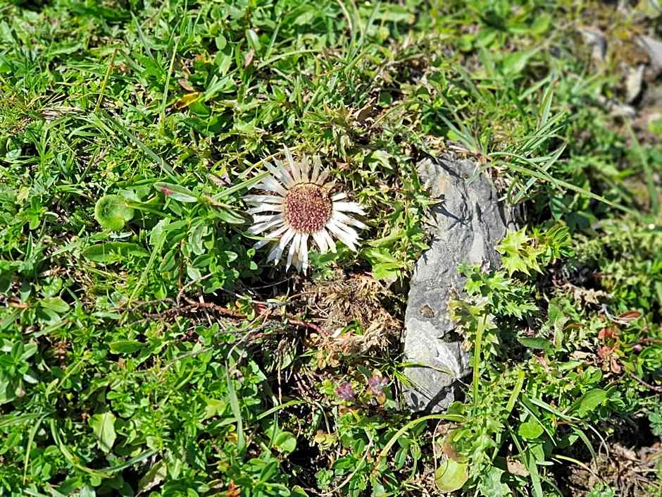 Boutique Hotel Alpenhof