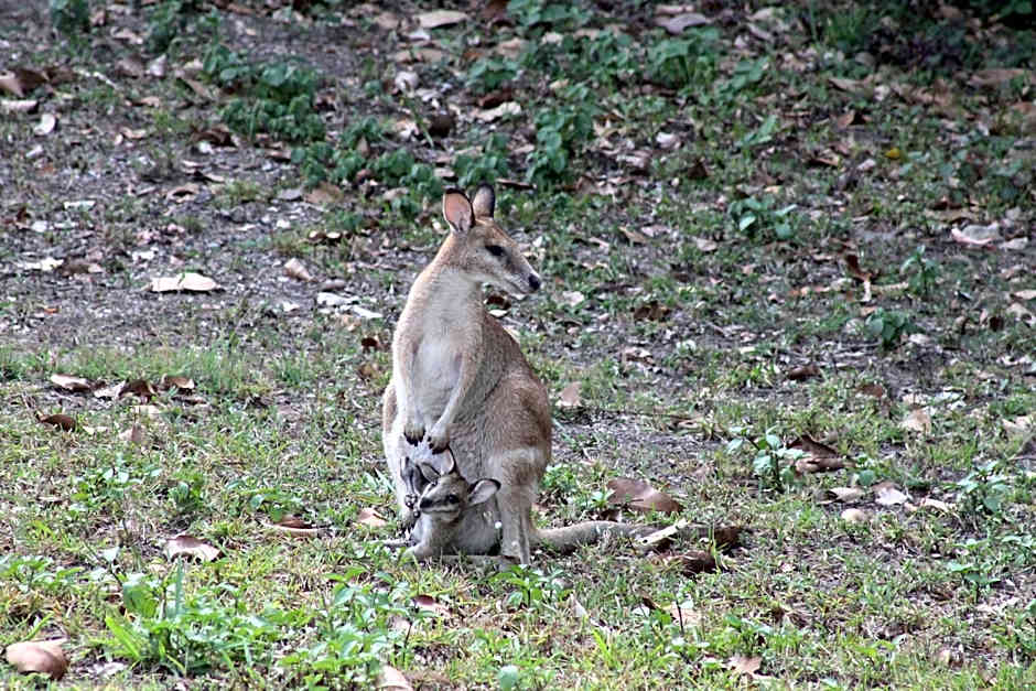 Airlie Beach Eco Cabins - Adults Only