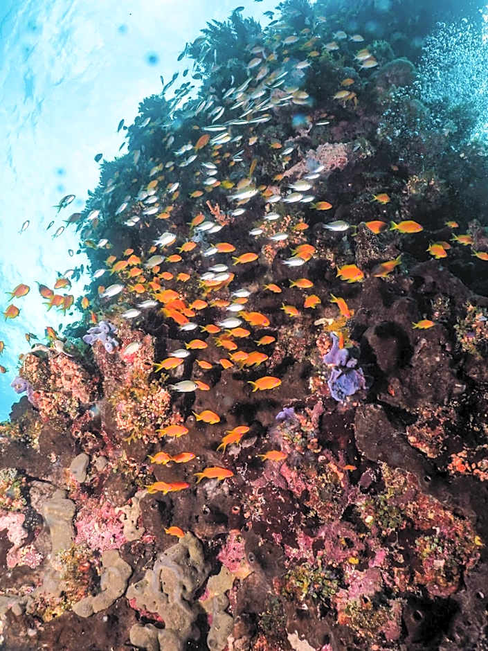 Gecko Nature Lodge Home of Swahili Divers the BEST dive center and Famous Gecko Restaurant