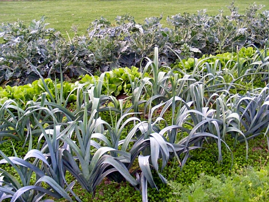 Chambres d'Hôtes Vignes et Loire