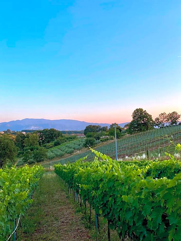 Donna Vittori - Borgo Agricolo