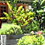 Amande Bed and Breakfast