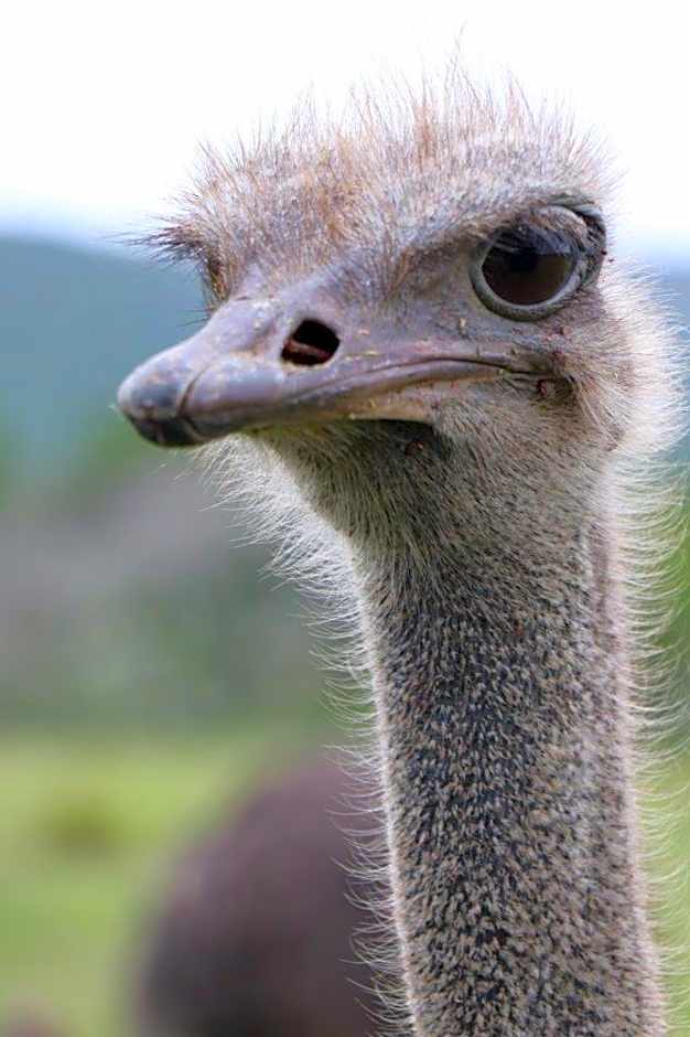 Hopewell Private Game Reserve