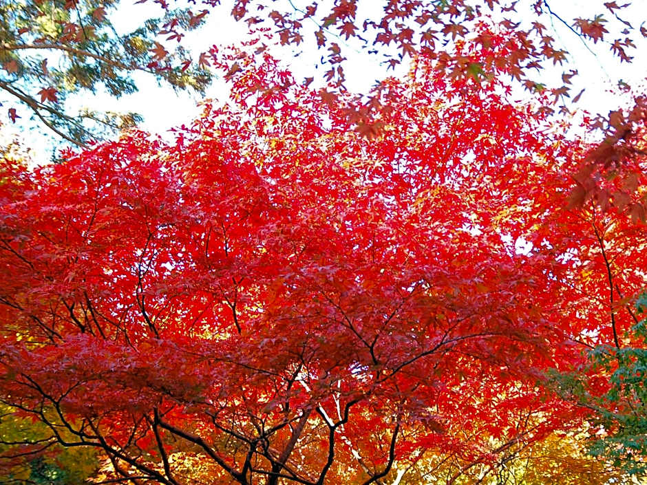 Maple Arima