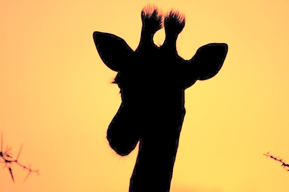 Leopard Mountain Safari Lodge