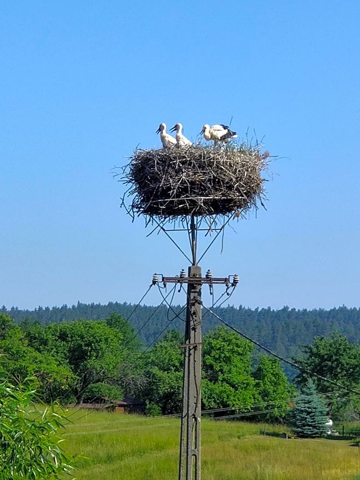 Pod bocianim gniazdem