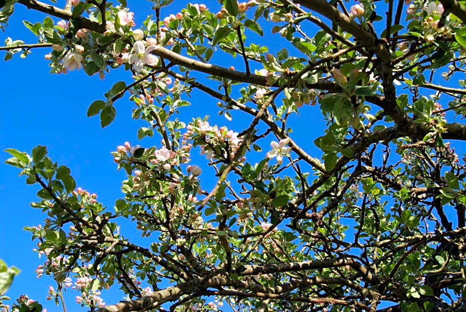 Manoir de la Pataudière B&B