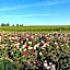 Chateau Carbonneau