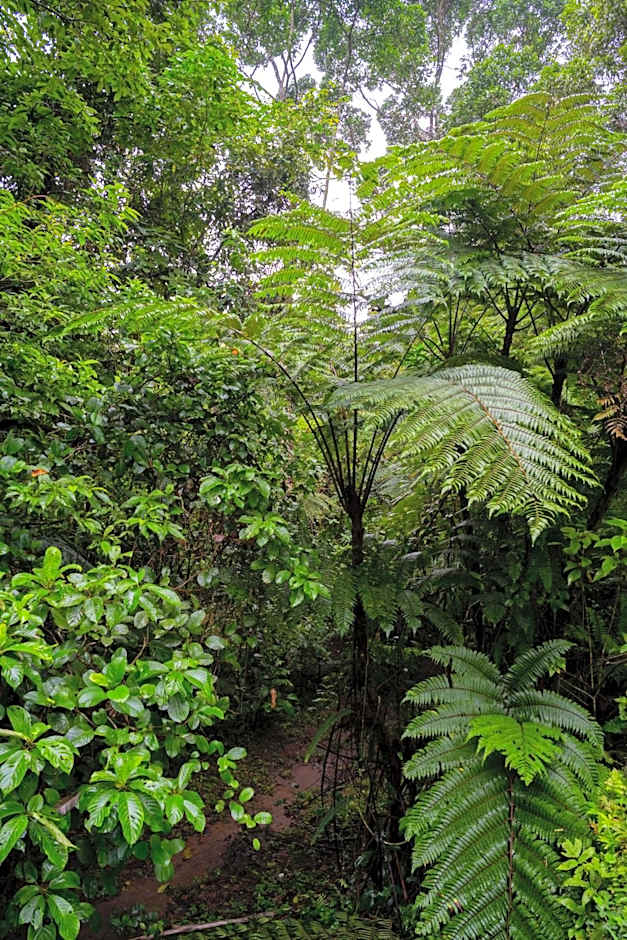 Birds & Breakfast Costa Rica
