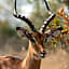 Mela Luxury Game Lodge
