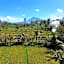 Sawah Ijen