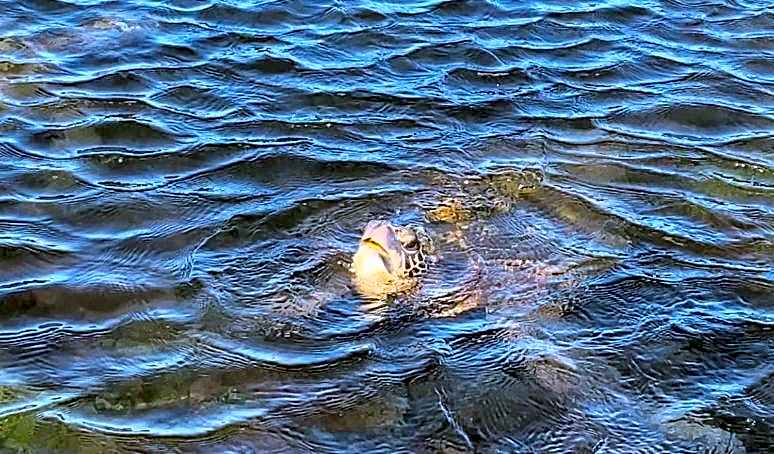 Beachfront 1 Bedroom Condo with Private Beach, Pool, Hot Tub