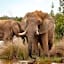 Shambala Private Game Reserve