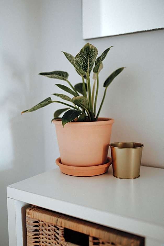 Surf & Yoga Retreats Fuerteventura