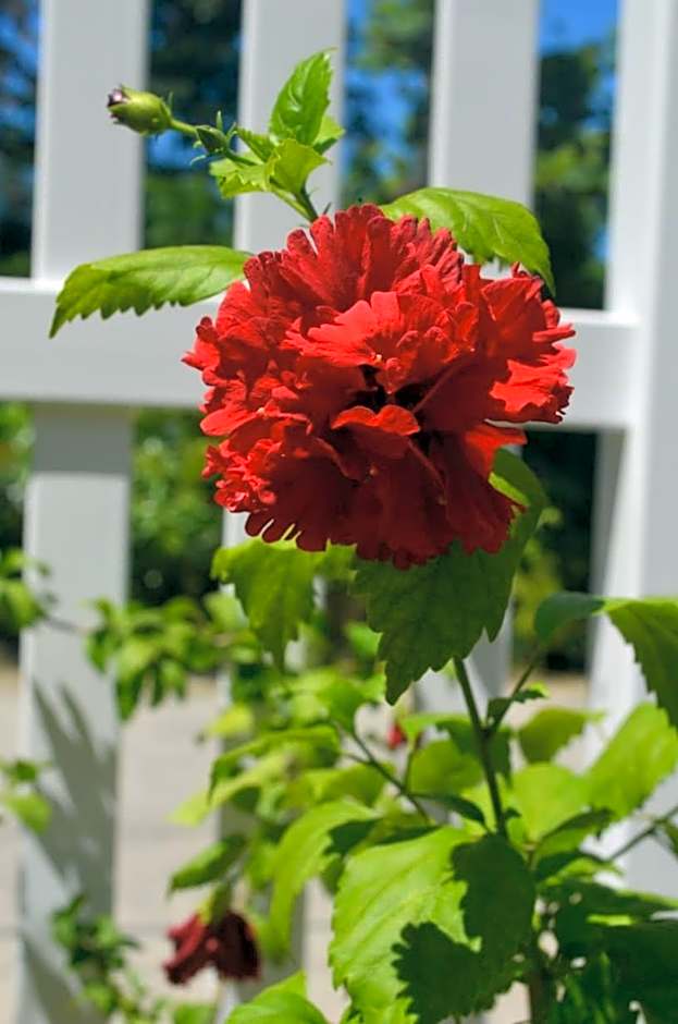 Rising Sun Guesthouse