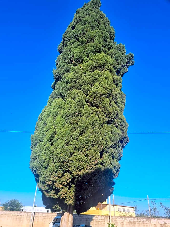 L'Albero bello Holiday